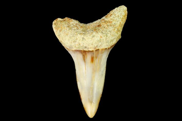 Colorful White/Mako Shark Tooth Fossil - Sharktooth Hill, CA #122720